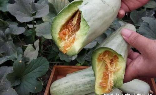 汉瓜需不需要削皮吃呢视频,削皮与否，营养与口感大揭秘