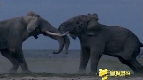 大象吃瓜现场视频播放,萌态百出，趣味横生