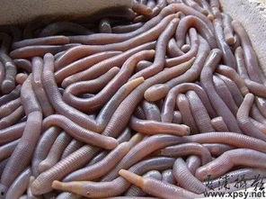 瓜哥表演吃虫子视频大全