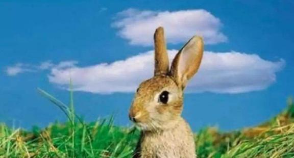 兔子吃不吃白瓜呢视频讲解,兔子是否喜爱白瓜的揭秘