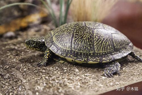 乌龟可以吃瓠瓜吗视频教程,轻松制作营养美食教程