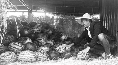 徐水吃瓜群众事件视频曝光,视频曝光揭示惊人真相