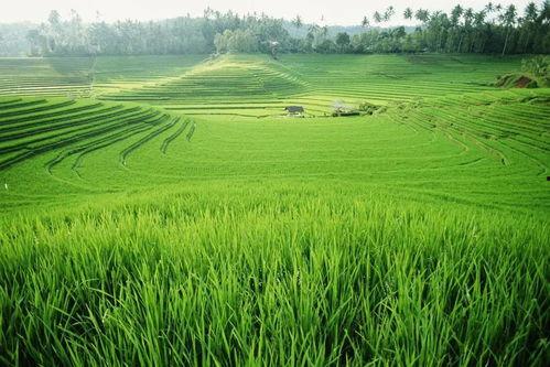 稻田吃瓜写真视频大全集
