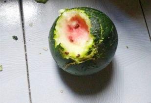 吃普通瓜的视频,跟随镜头体验夏日吃瓜时光