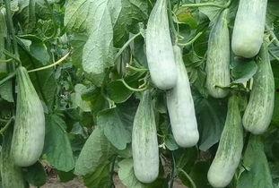 临沂兰田吃瓜事件视频,一场引发热议的网络视频风波