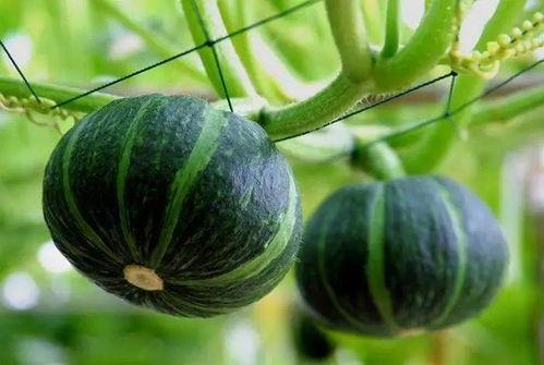 长垣最近吃瓜视频,揭秘当地热点事件背后的真相