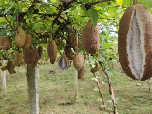 秋收的八月瓜可以吃吗视频,秋季养生佳品尝鲜记