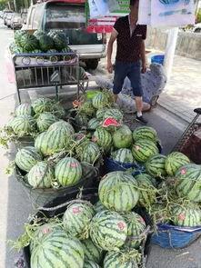 龙池吃瓜事件视频最新,揭秘网络热议背后的真相与争议