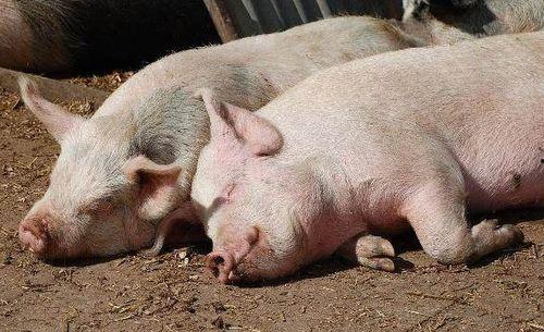 焦瓜叶能喂猪吃吗视频