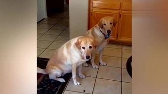 吃瓜的狗搞笑视频大全集