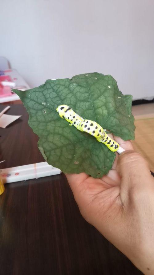 带你吃瓜毛毛虫视频大全,带你吃瓜毛毛虫视频大全精选