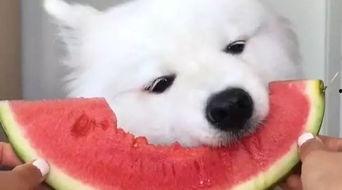 兔牙吃瓜视频大全,盘点娱乐圈那些鲜为人知的幕后故事