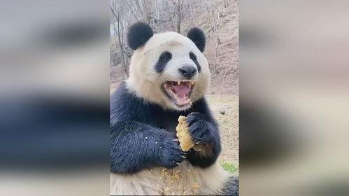 吃瓜博主熊猫小鑫视频,揭秘娱乐圈那些不为人知的幕后故事