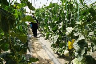 一排吃瓜群众视频图片,一排吃瓜群众的欢乐瞬间