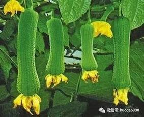 高密吃瓜最新消息视频播放,最新视频揭秘事件真相