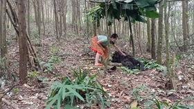 摘西瓜现场吃瓜视频大全