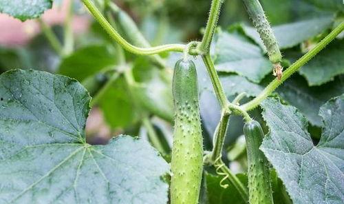 九月可吃秋瓜吗视频讲解,揭秘九月秋瓜的食用奥秘